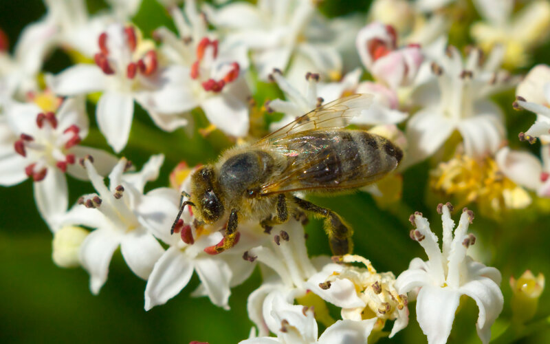 bee on white flowers