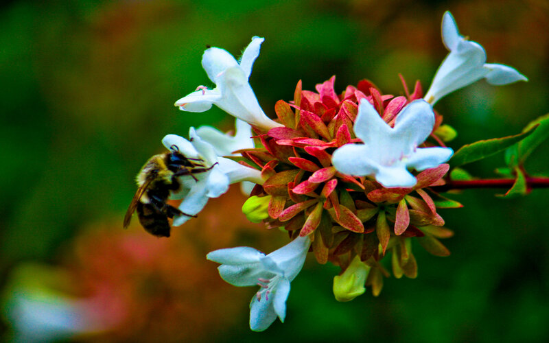 bee on white flowers