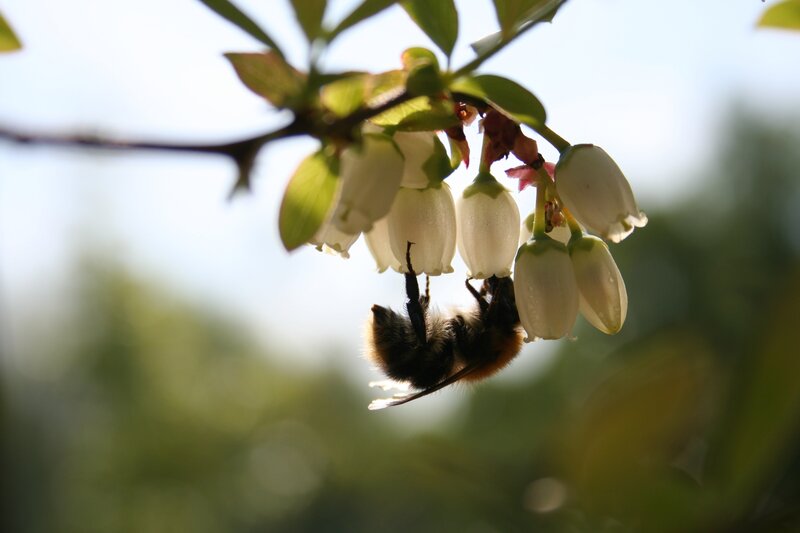 bee on white flowers