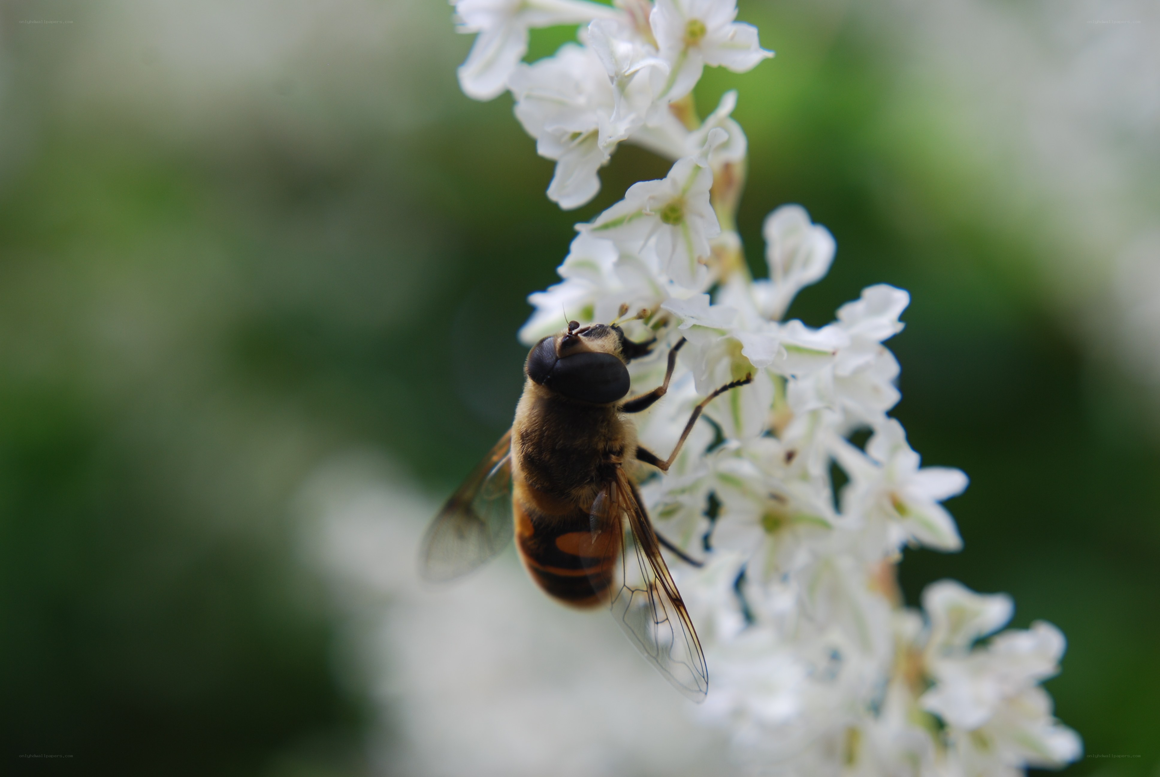 bee on white flowers