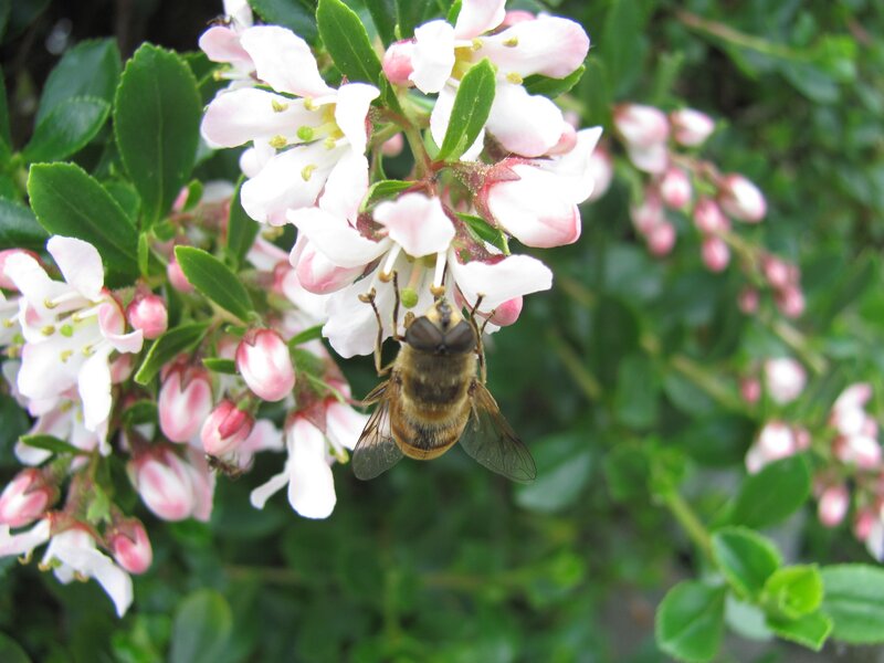 bee on white flowers