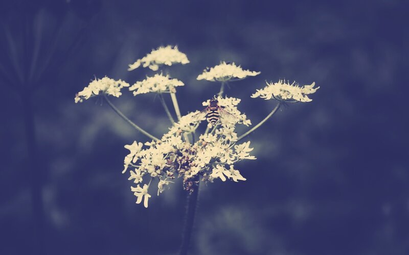 Bee on White Flowers — Blue, Calm