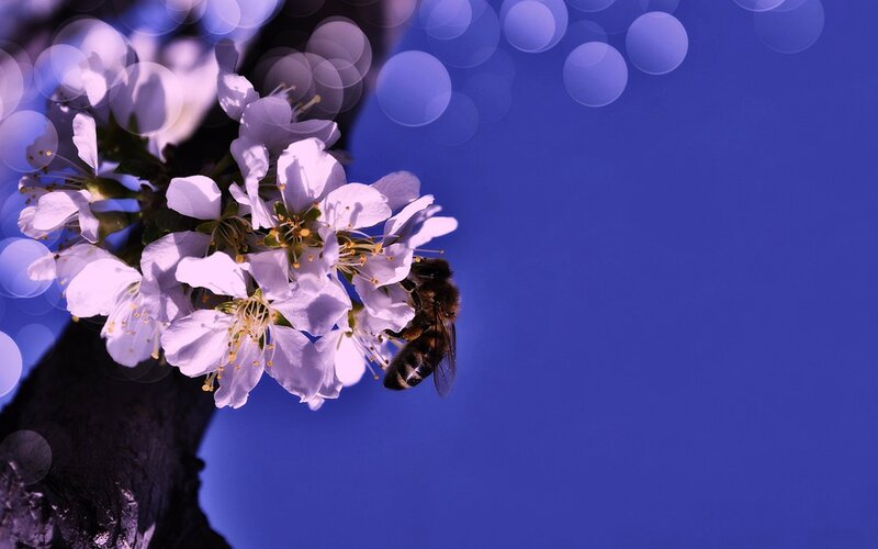 Bee on White Flowers — Blue