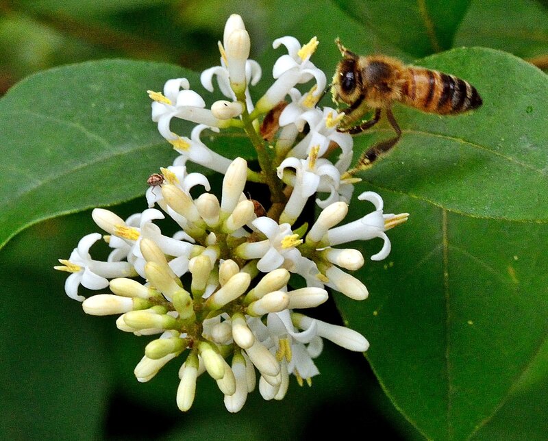 Bee on White Flowers — Calm, Afternoon, Photograph, Leaf