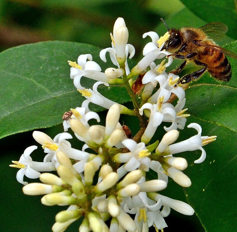 Bee on White Flowers — Calm, Afternoon, Photograph