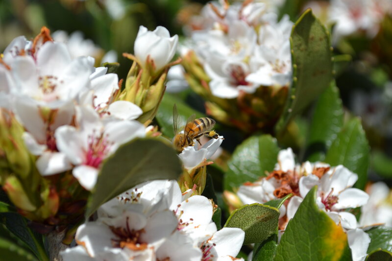 Bee on White Flowers — Calm, Afternoon