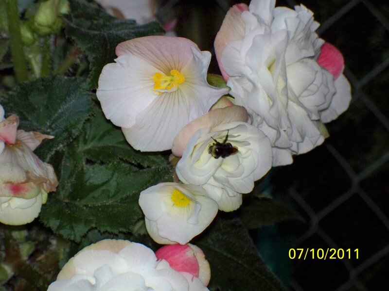 Bee on White Flowers — Calm, Night