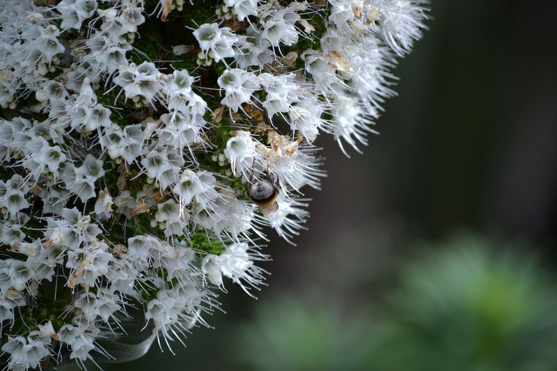 Bee on White Flowers — Calm, Photograph, Greenery