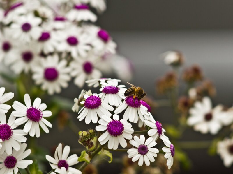 Bee on White Flowers — Calm, Photograph