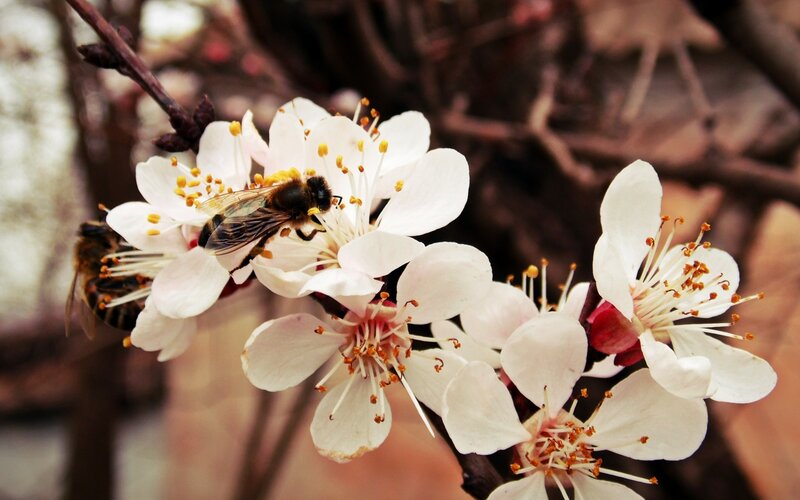 Bee on White Flowers — Calm, Spring, Photograph, Bees
