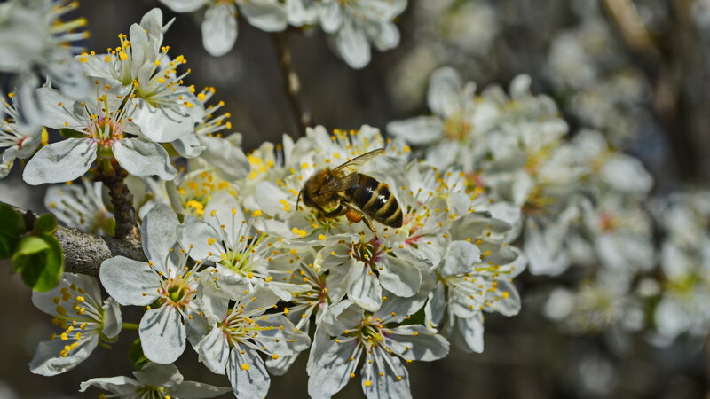 Bee on White Flowers — Calm, Spring, Photograph, Branch