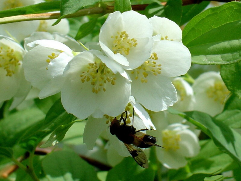 Bee on White Flowers — Calm, Spring, Photograph, Leaves