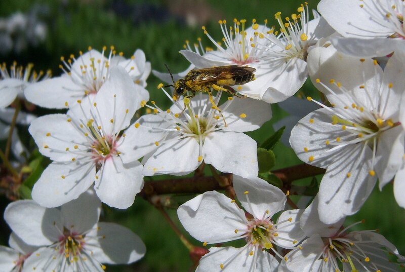 Bee on White Flowers — Calm, Spring, Photograph