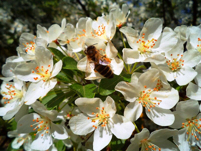 Bee on White Flowers — Calm, Spring