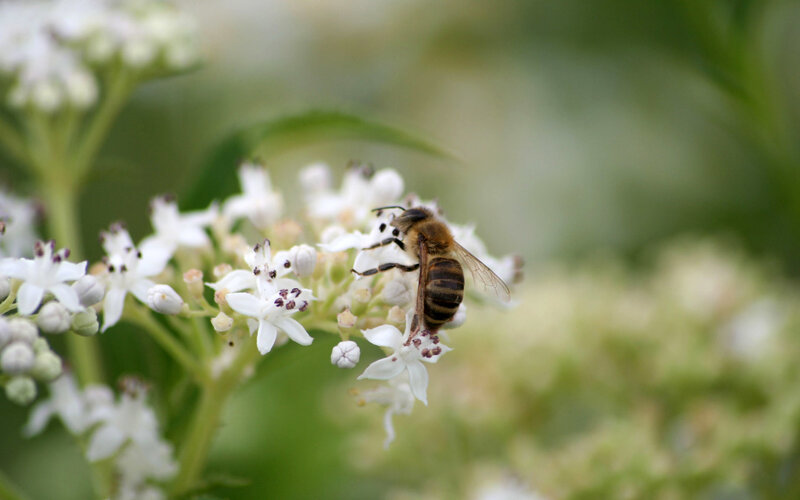 Bee on White Flowers — Calm