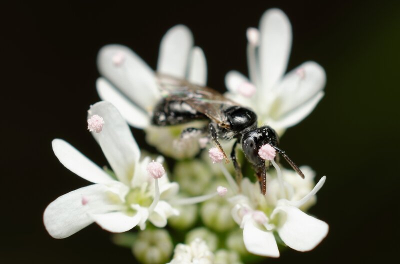 Bee on White Flowers — Natural, Photograph