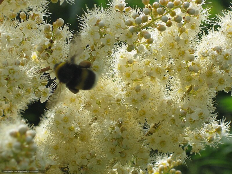 Bee on White Flowers — Natural