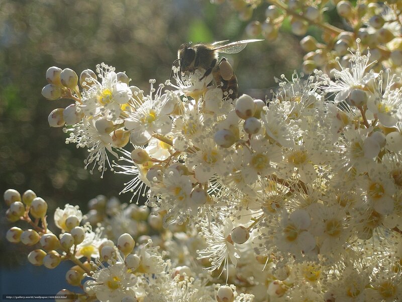Bee on White Flowers — Serene, Afternoon