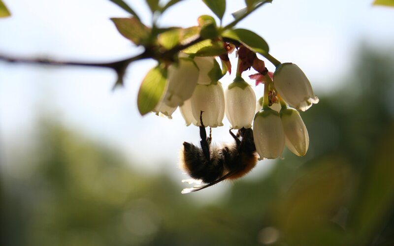 Bee on White Flowers — Serene, Morning