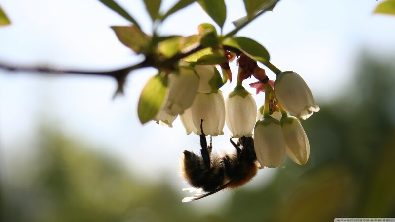 Bee on White Flowers — Serene, Spring