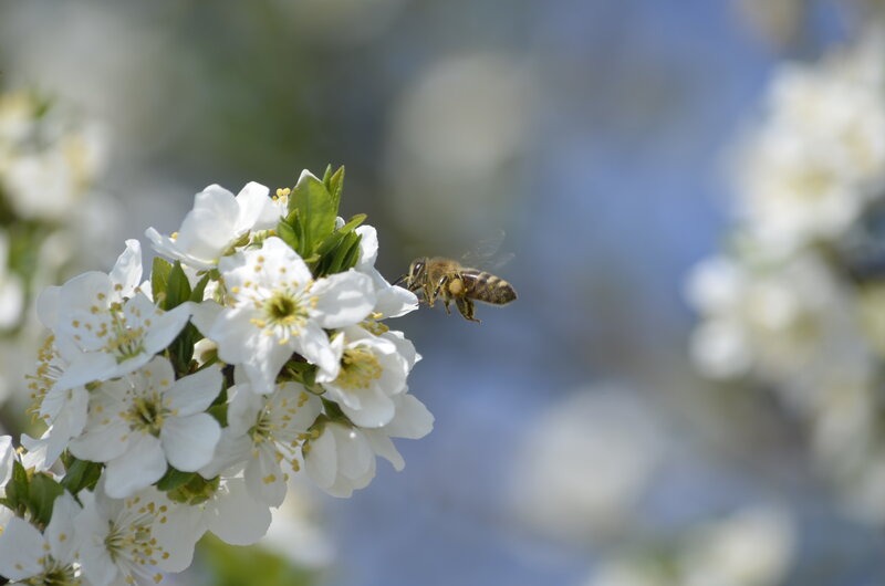 Bee on White Flowers — Serene