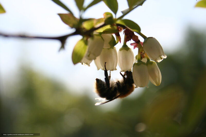 bee on white flowers