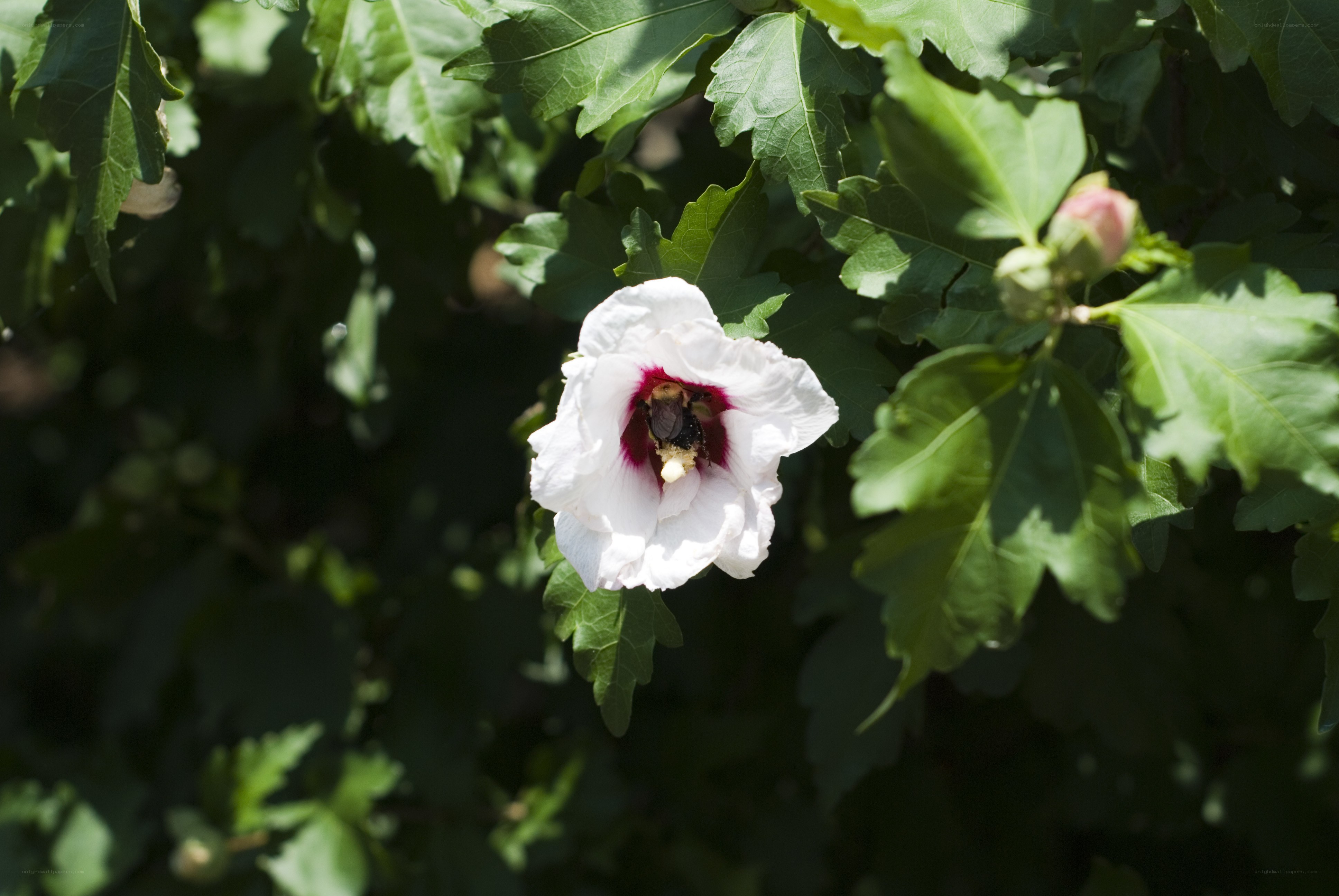 bee on white hibiscus flower