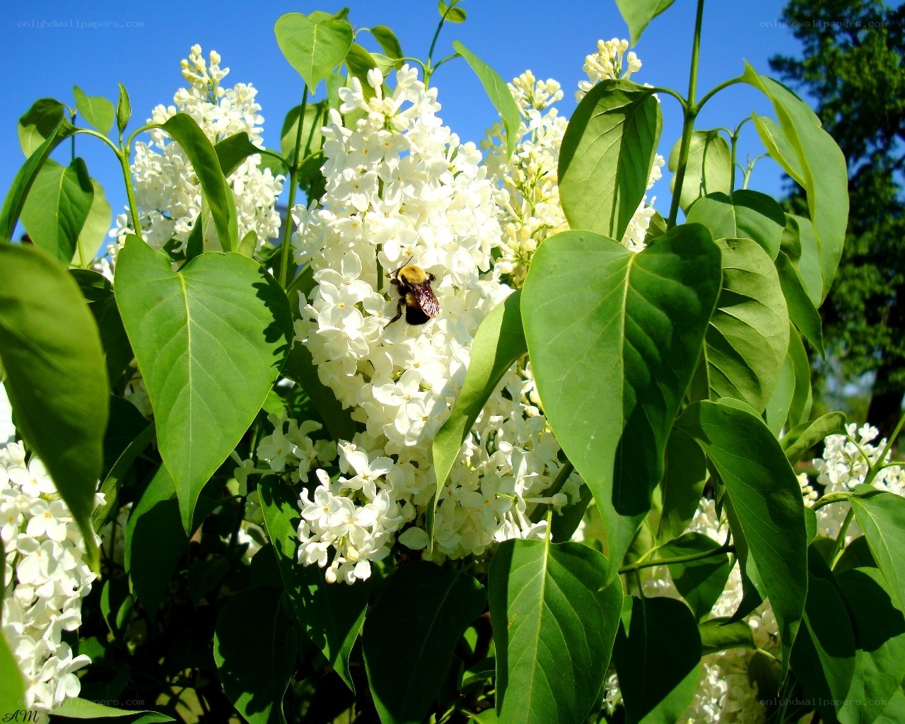 bee on white lilac flowers