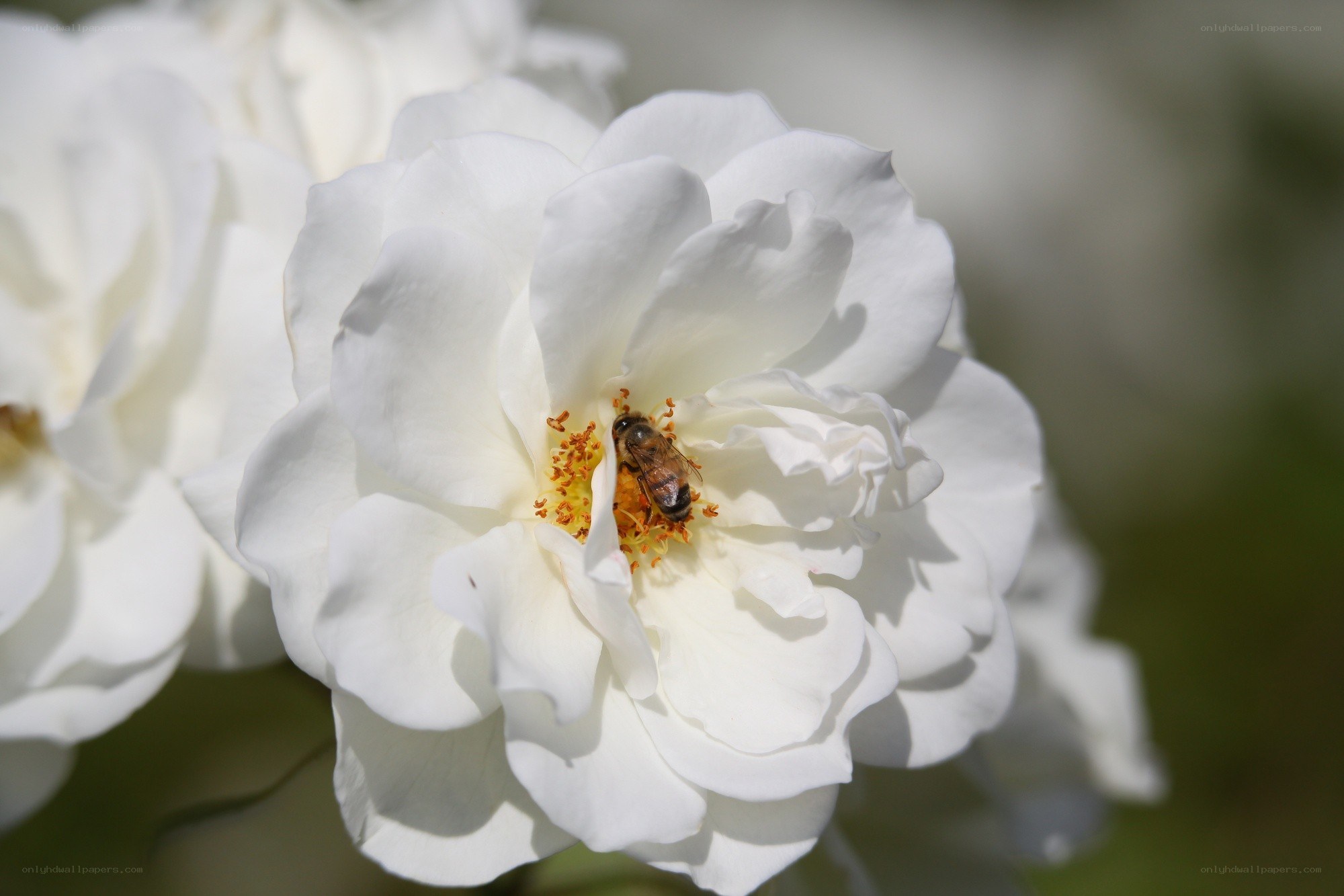 bee on white rose flower