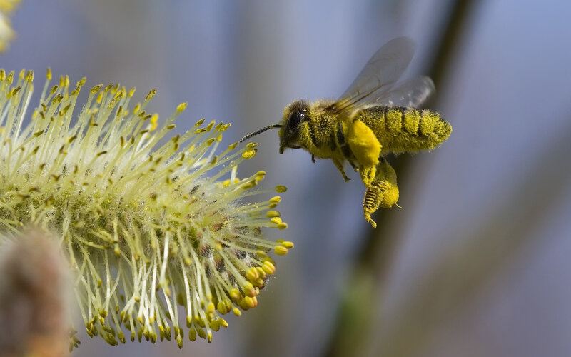 Bee on Willow Catkin