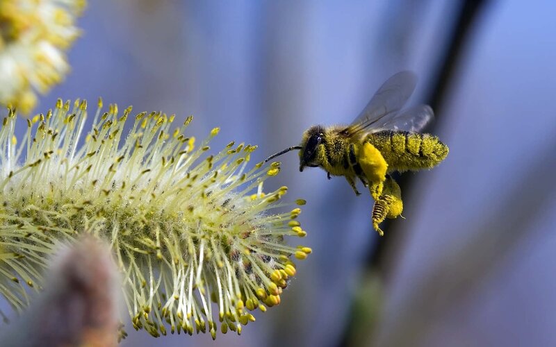 Bee on Willow Catkin — Yellow