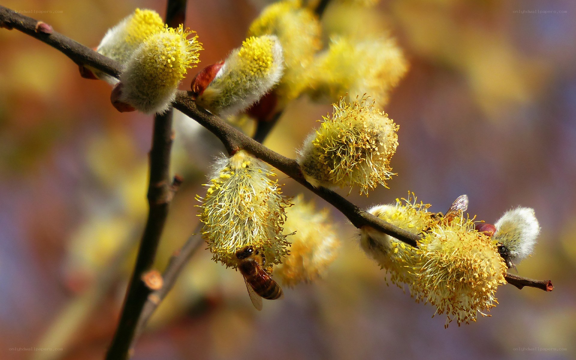 bee on willow catkins