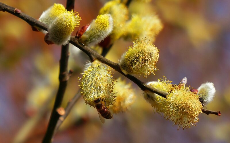 Bee on willow catkins