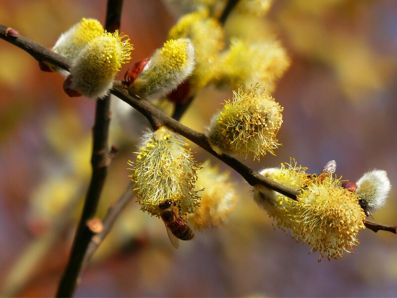 Bee on Willow Catkins — Yellow