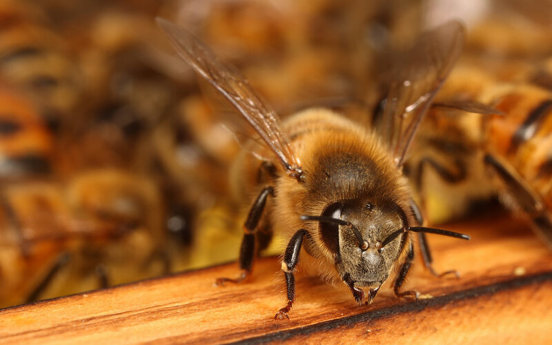 bee on wooden surface