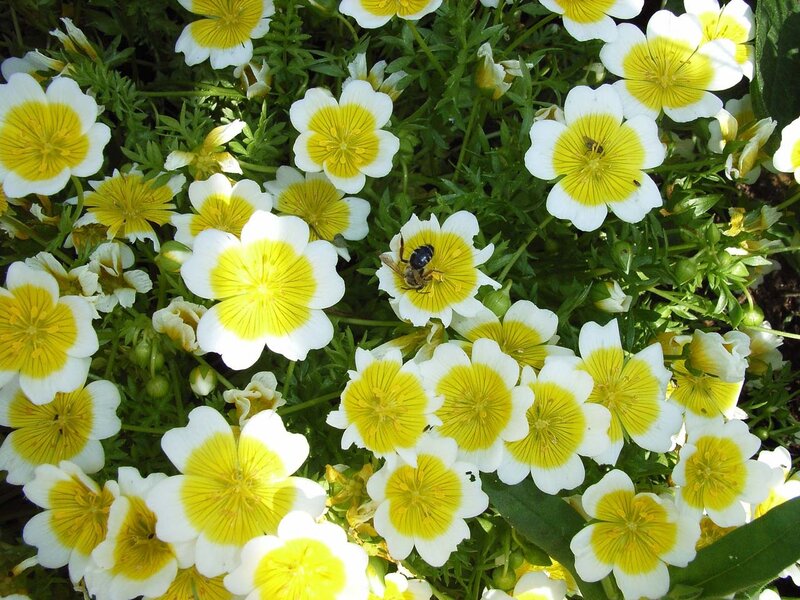bee on yellow and white flowers