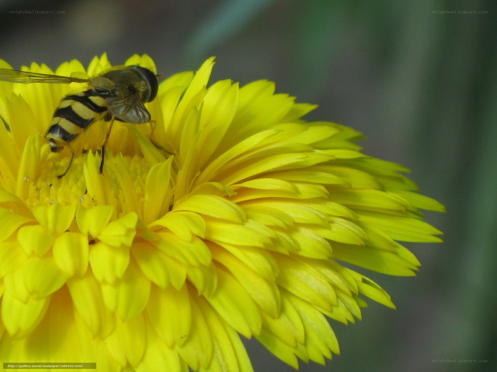 bee on yellow flower
