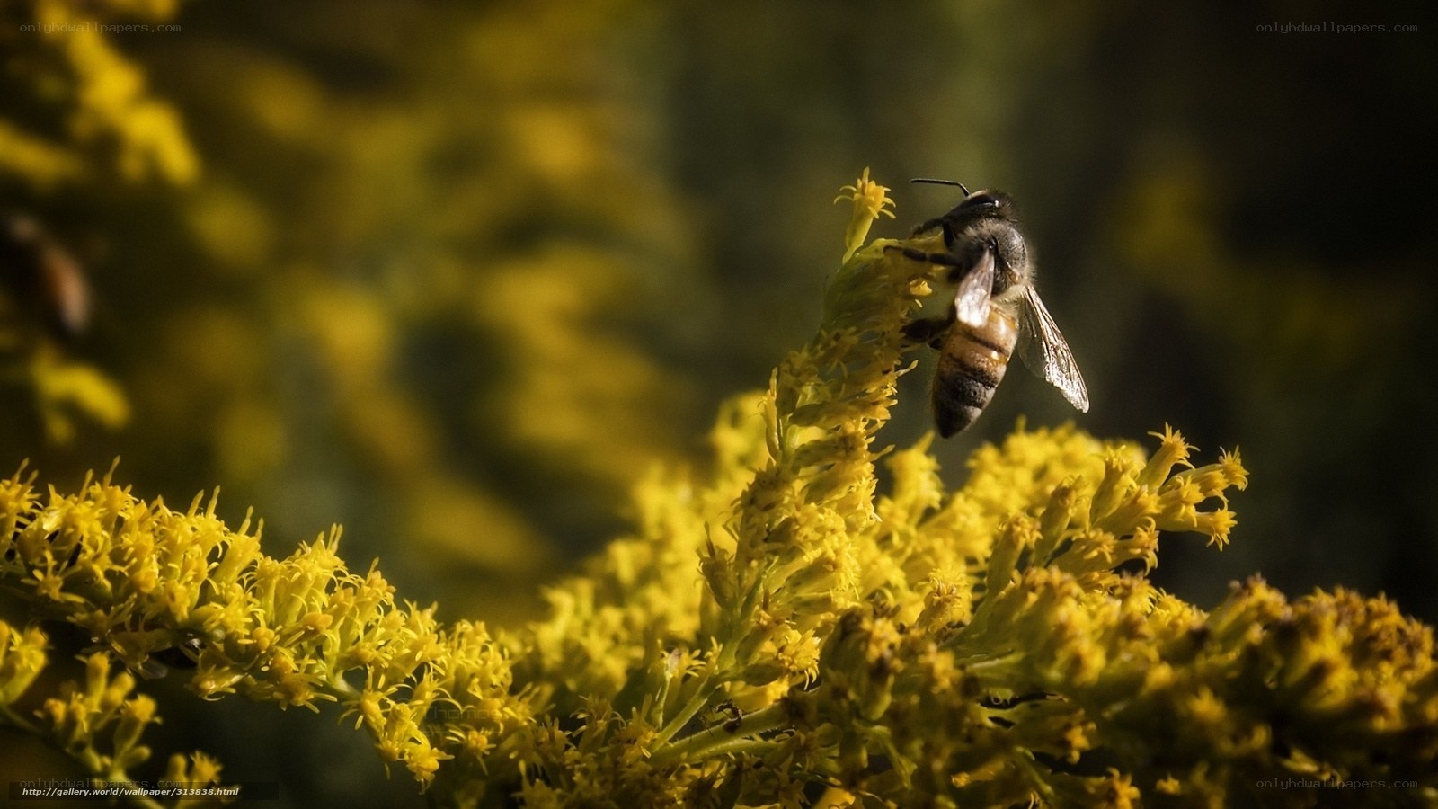 bee on yellow flower