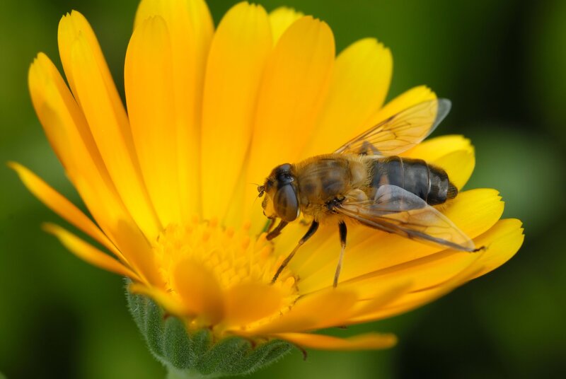 bee on yellow flower