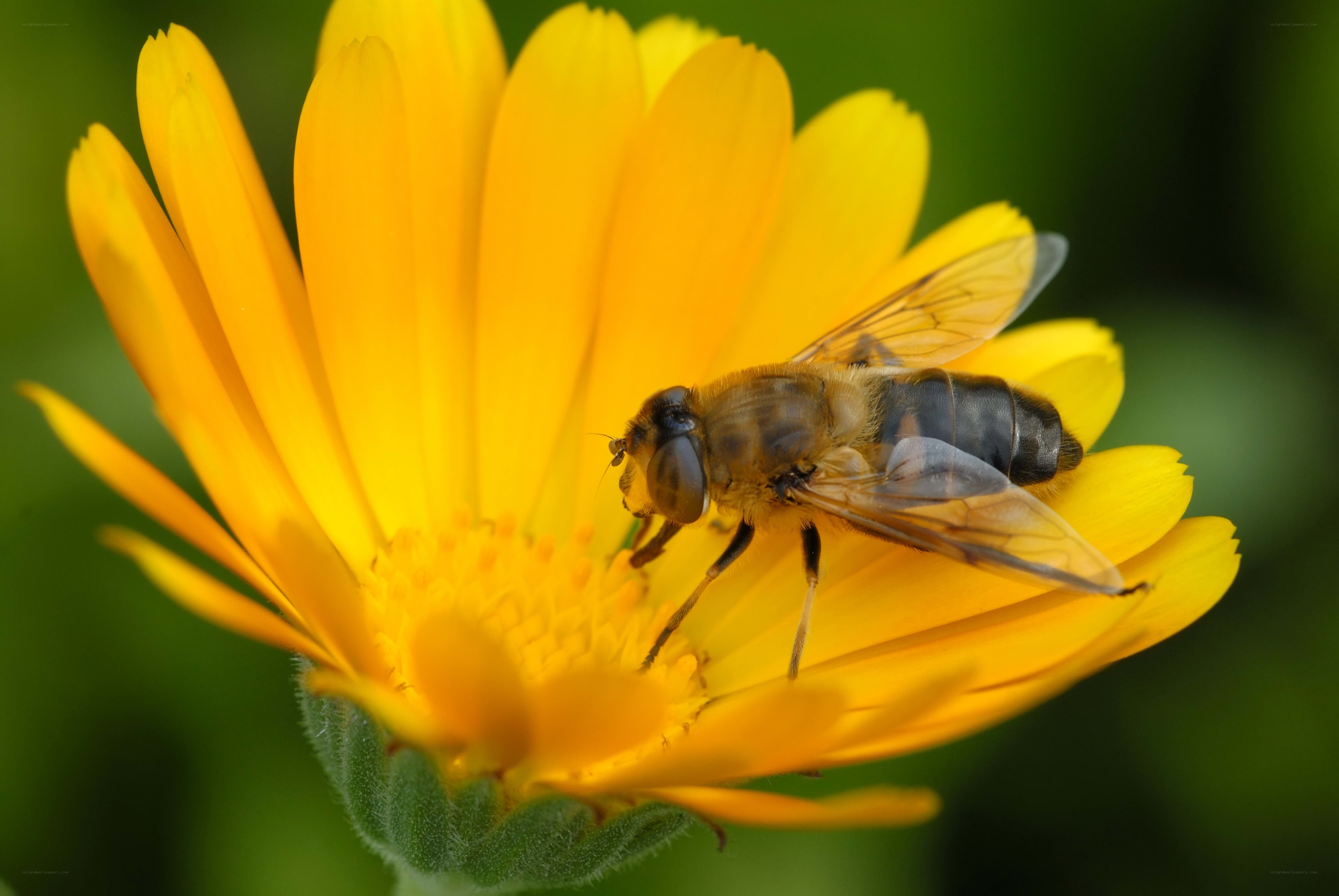 bee on yellow flower