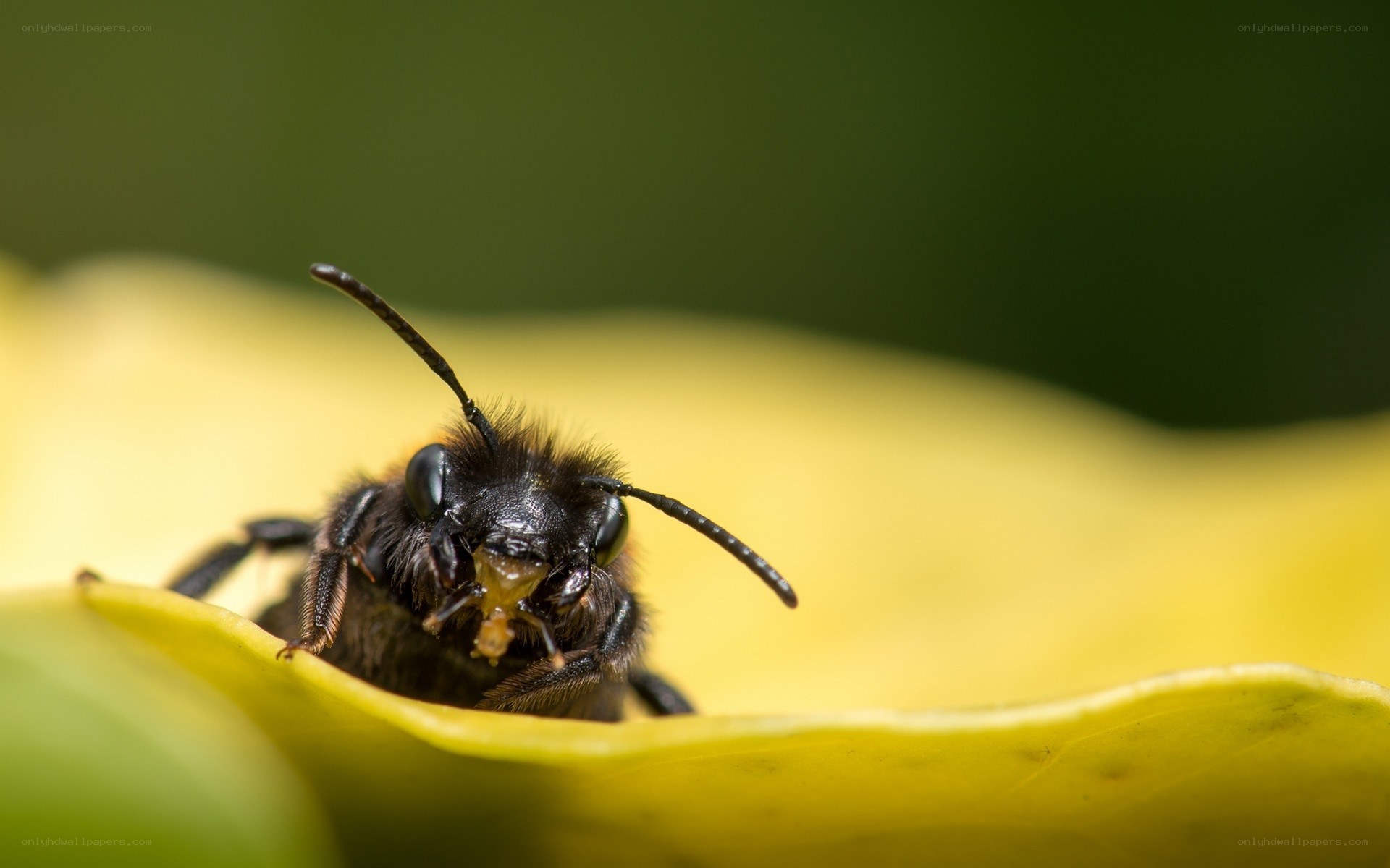 bee on yellow flower