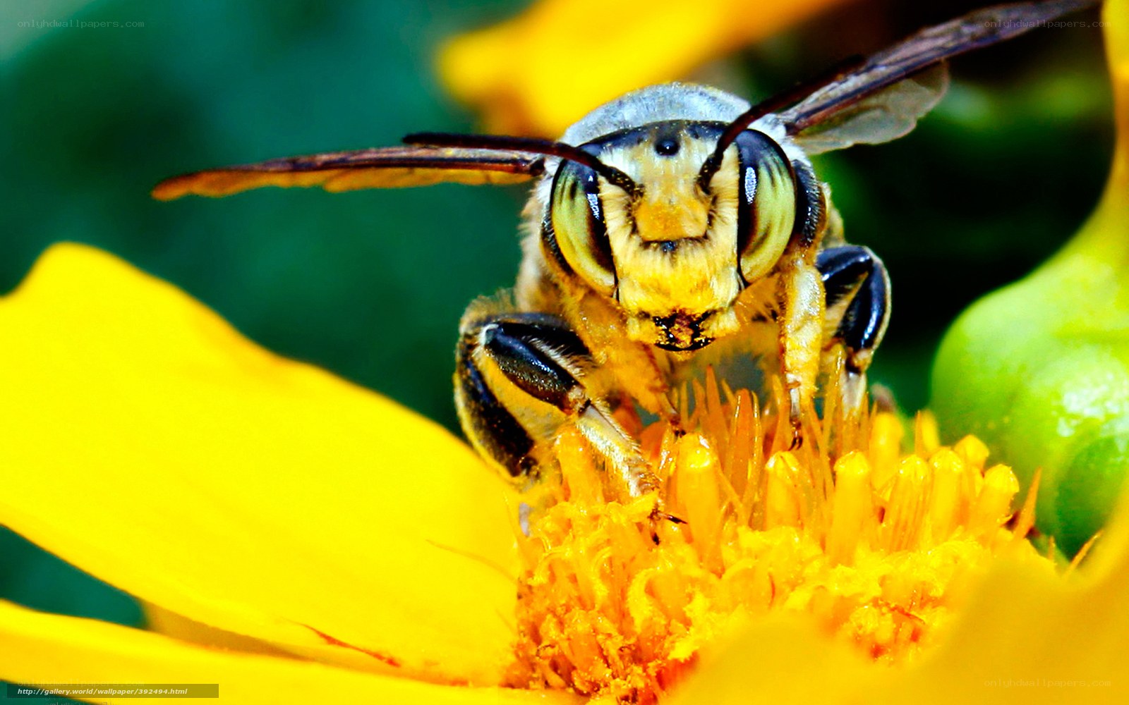 bee on yellow flower