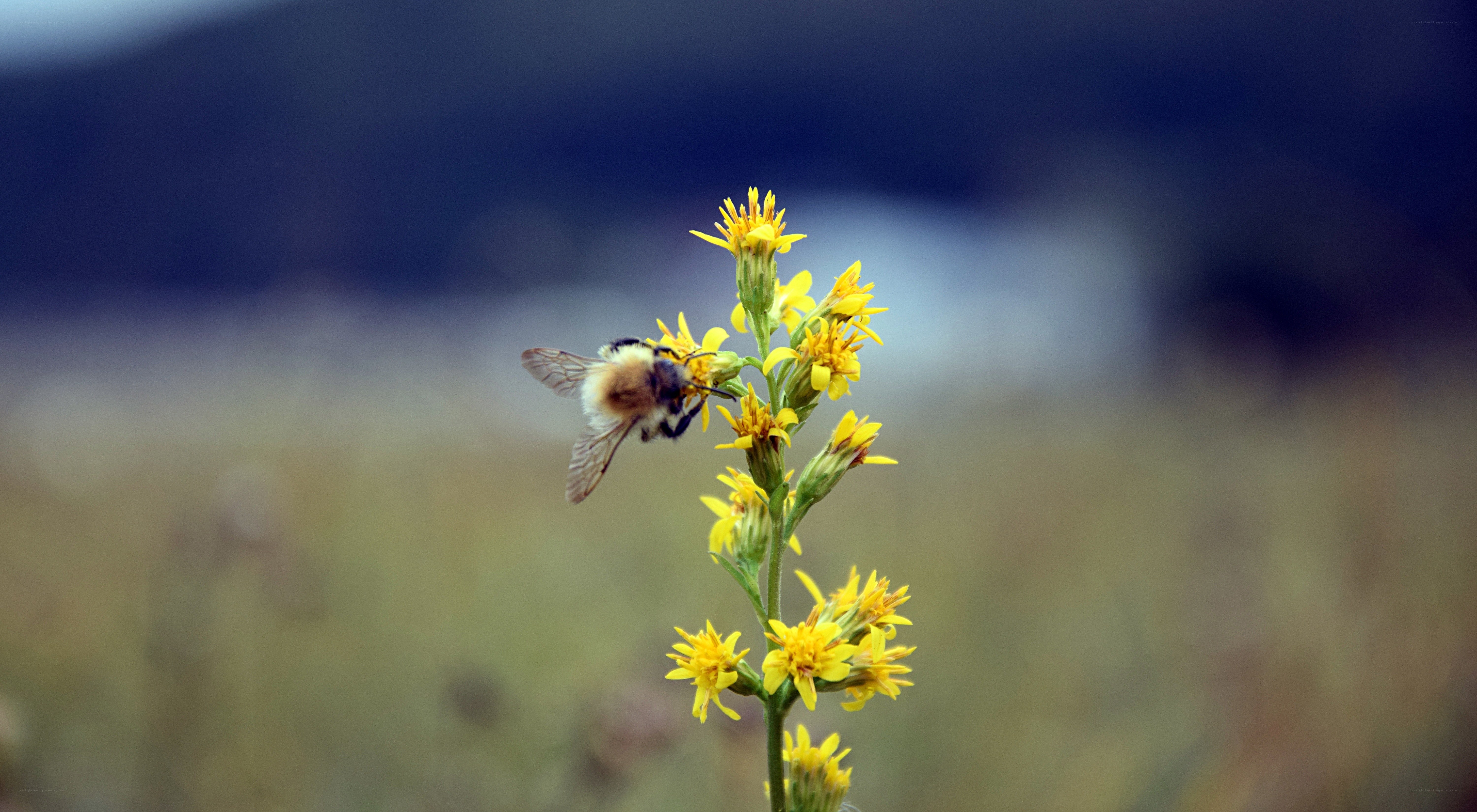 bee on yellow flower