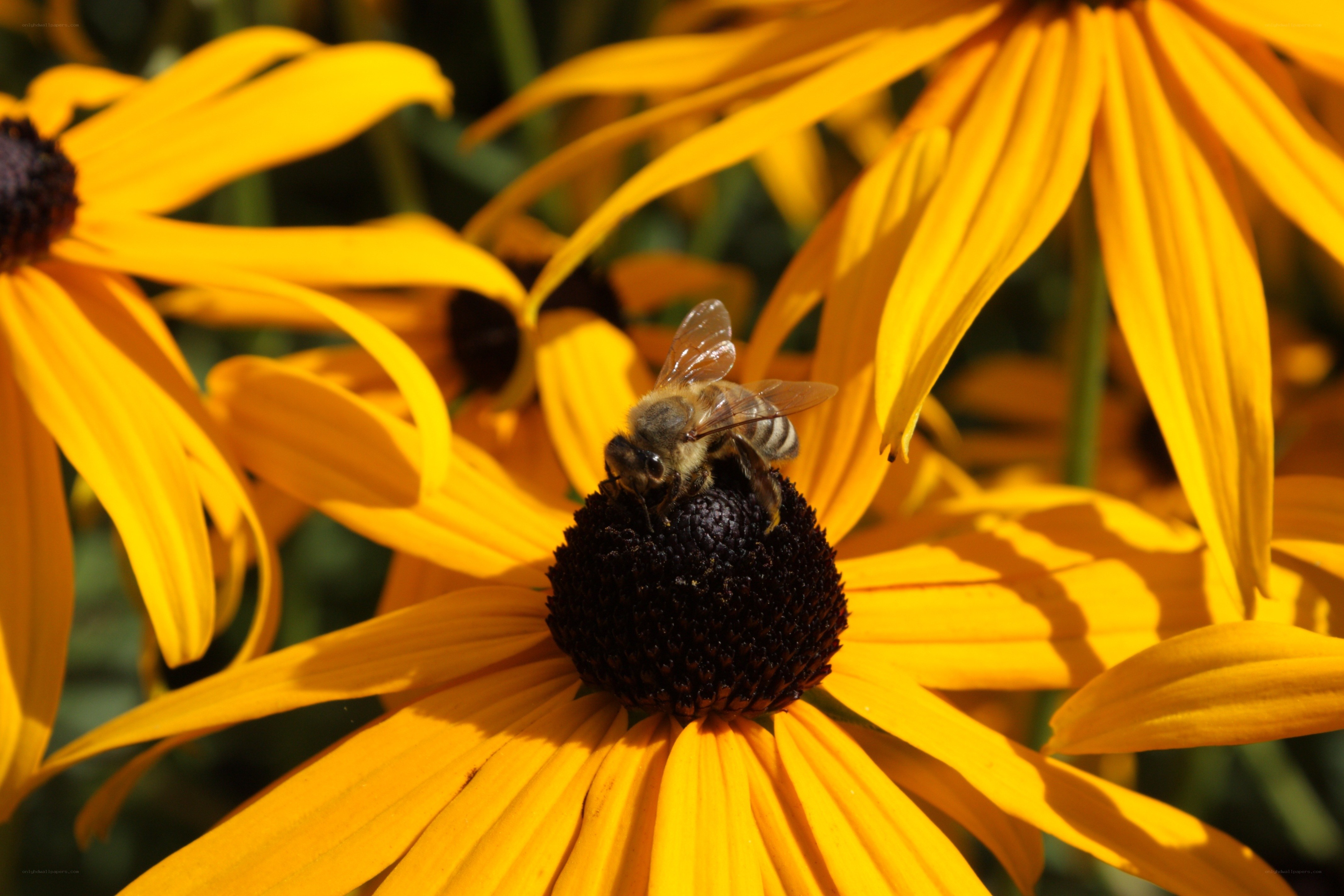 bee on yellow flower