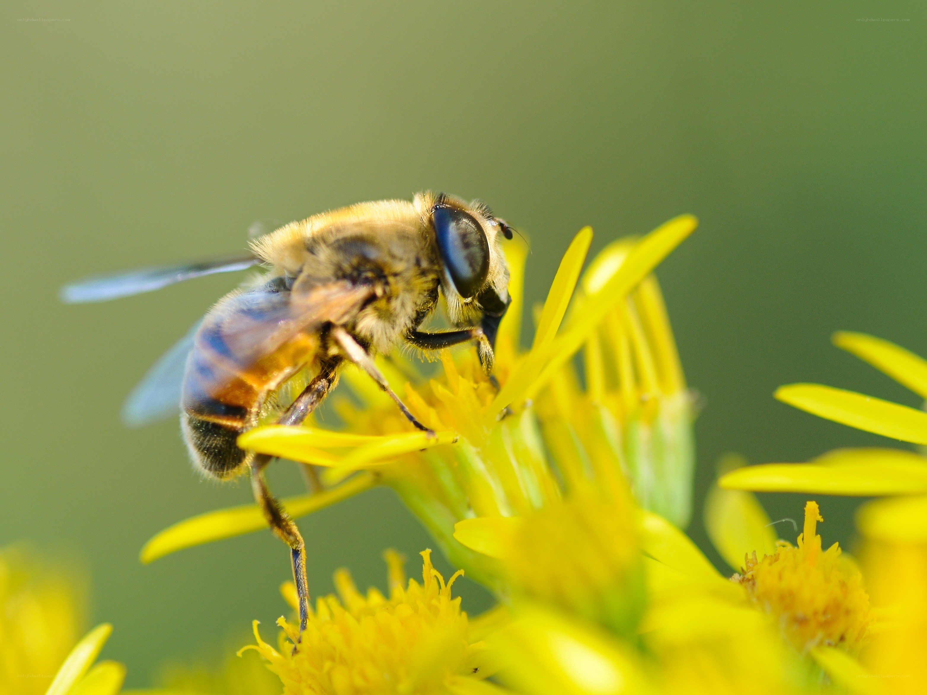 bee on yellow flower