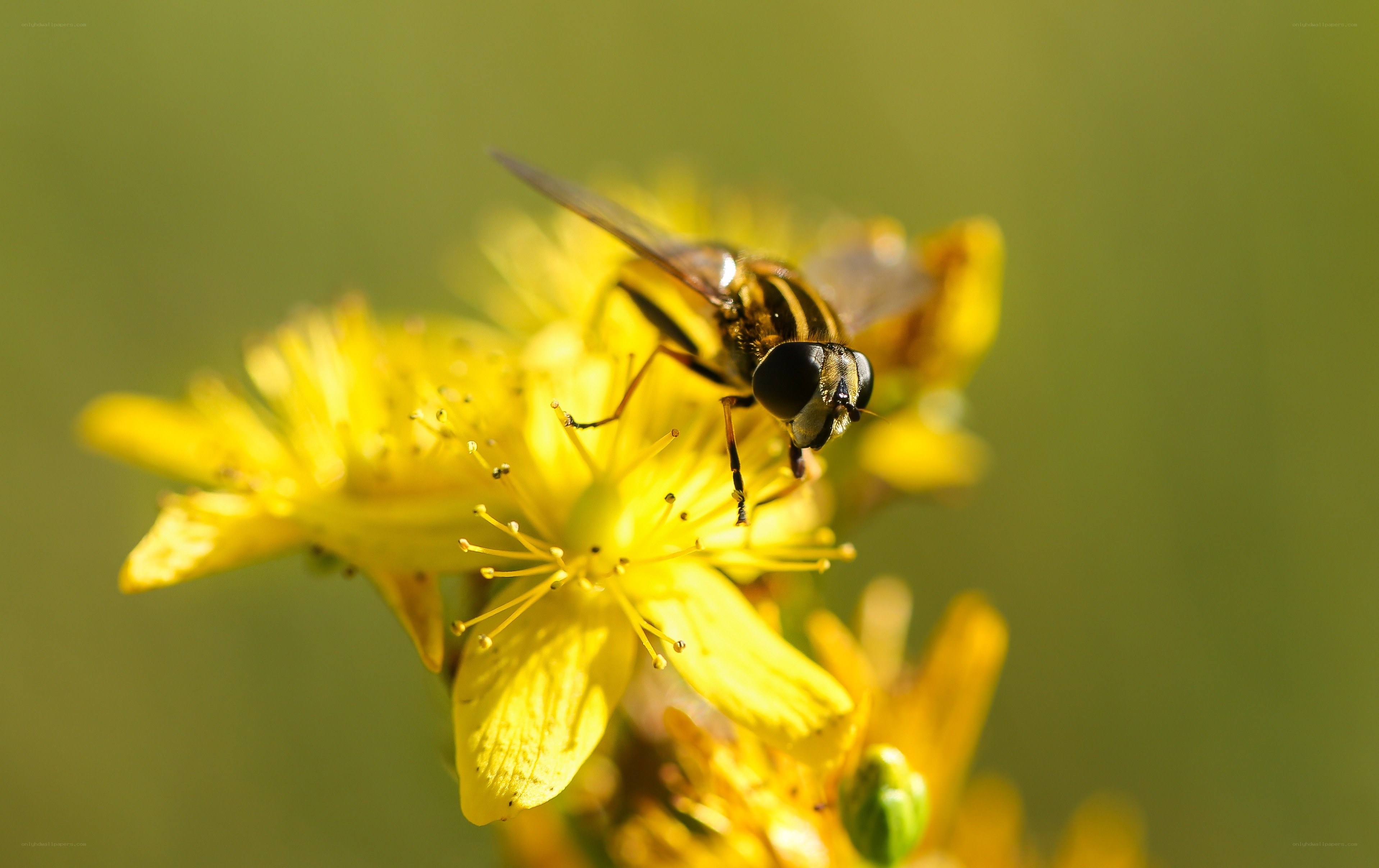 bee on yellow flower