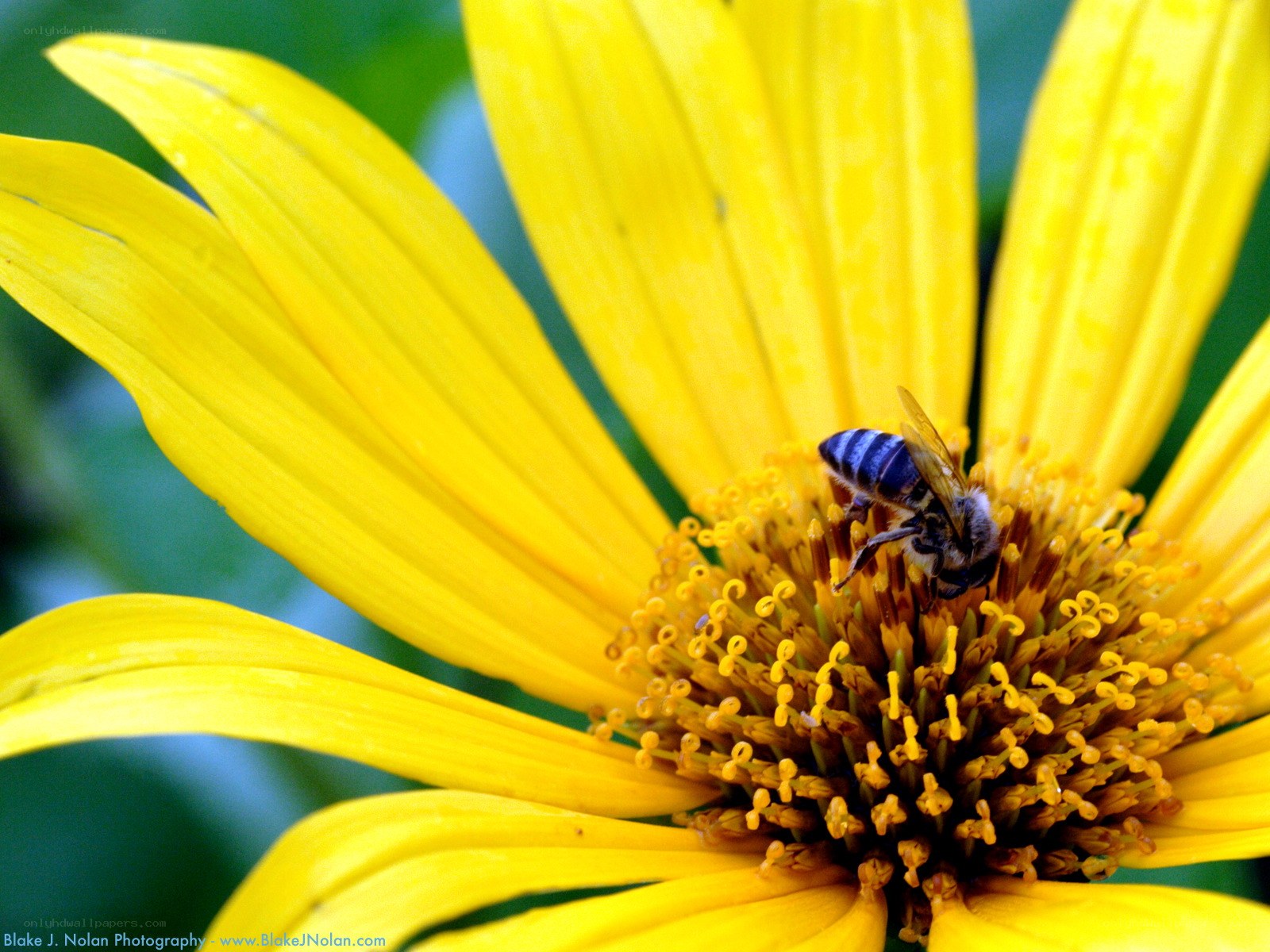 bee on yellow flower