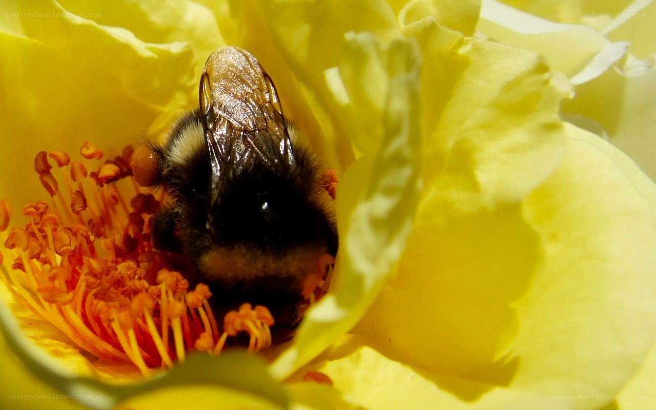 Bee on yellow flower