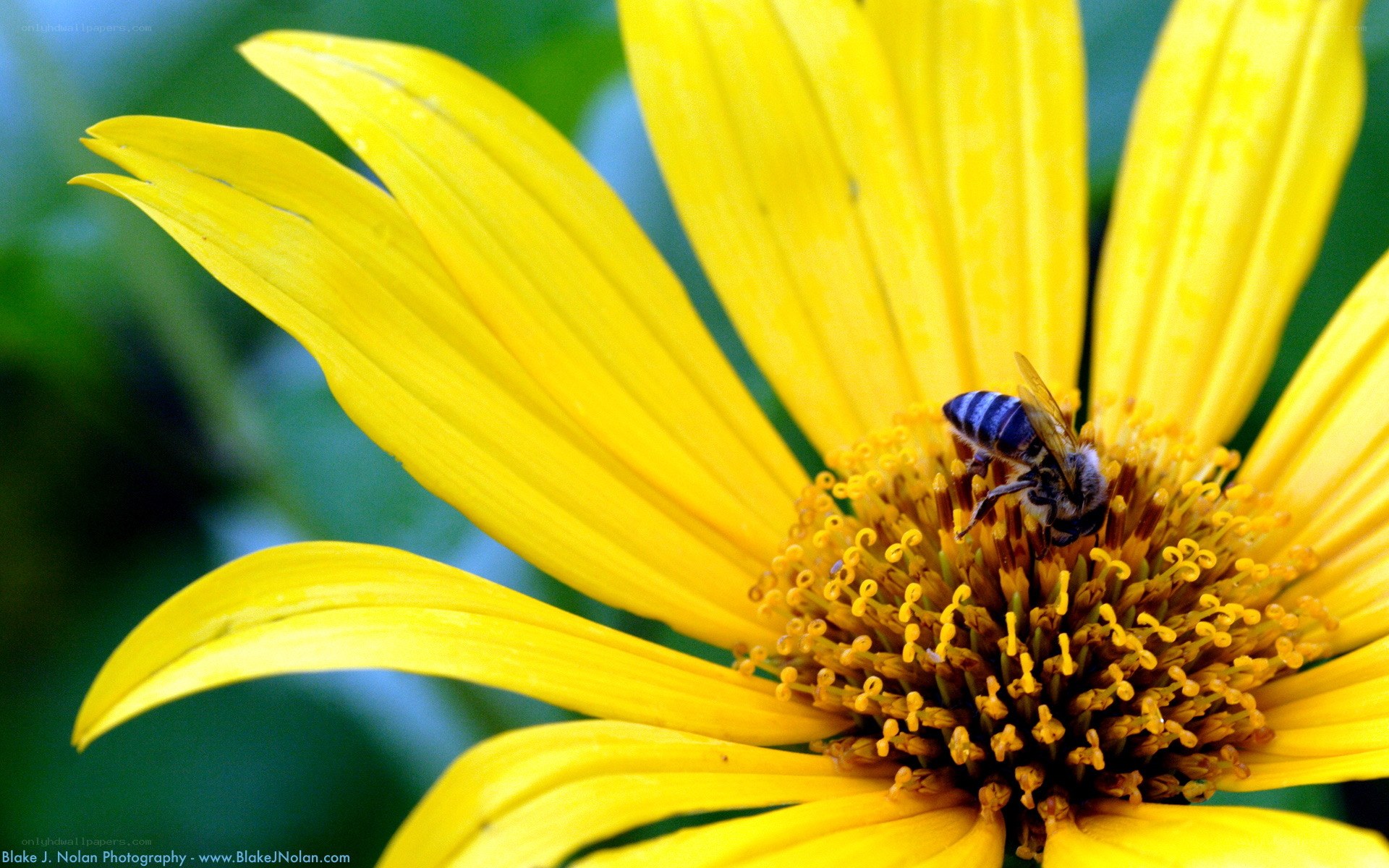 bee on yellow flower