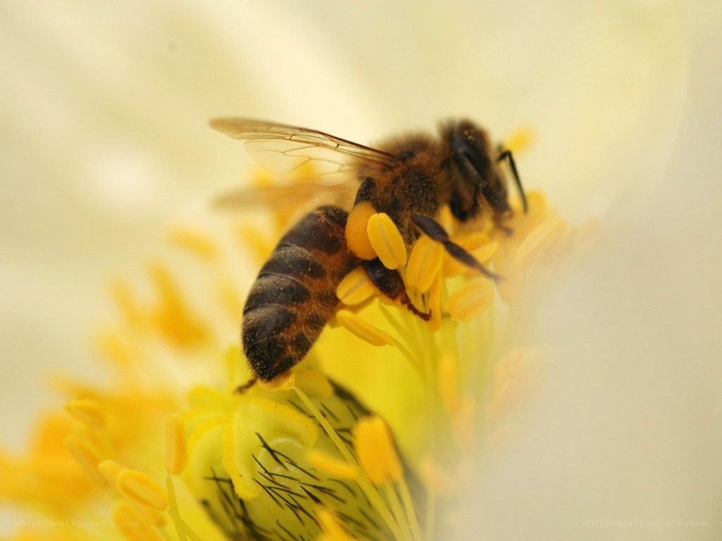 bee on yellow flower